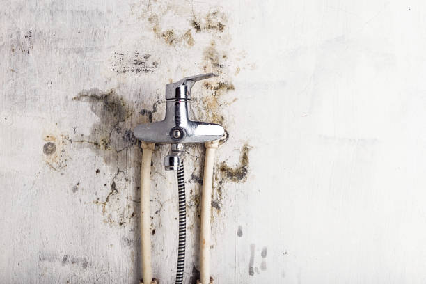 Best Bathroom Mold Remediation in Lebanon, IL