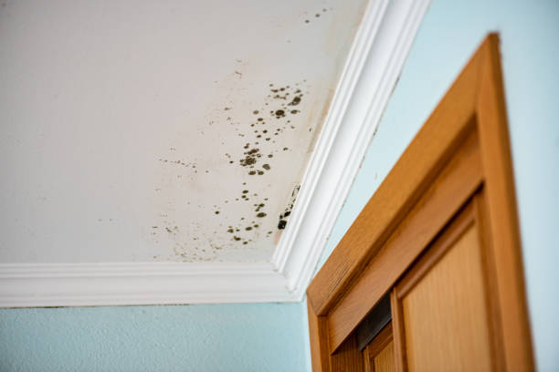 Best Residential Mold Remediation in Lebanon, IL