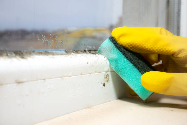 Best Emergency Mold Remediation in Lebanon, IL