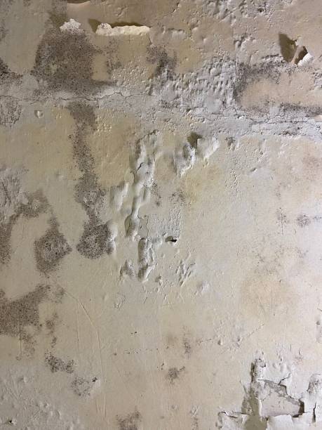 Best HVAC Mold Remediation in Lebanon, IL
