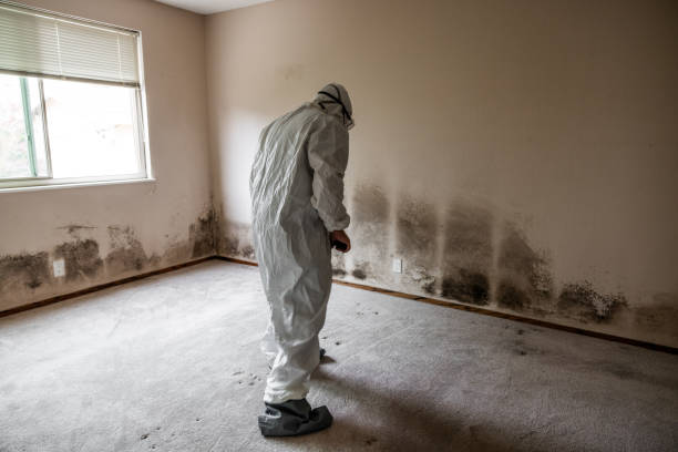 Best Residential Mold Remediation in Lebanon, IL