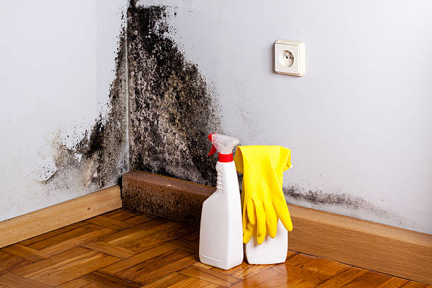 Best Mold Remediation for Specific Building Types in Lebanon, IL