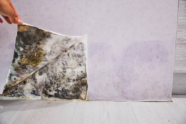 Best Attic Mold Remediation in Lebanon, IL